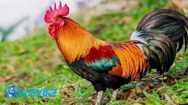 Gà điều tại 868vip - Nơi hội tự những chiến kê xuất sắc