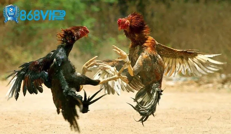 Kinh nghiệm chọn gà điều "mạng" hay tại 868vip